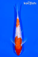 6.5" GINRIN KOHAKU