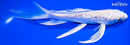 7.25" GINRIN PLATINUM OGON BUTTERFLY