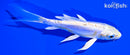 5.25" DOITSU HARIWAKE BUTTERFLY