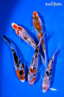 PACK OF (5) 4-5" SANKE KOI