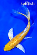 7.75" YAMABUKI OGON BUTTERFLY