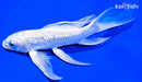 7.25" GINRIN PLATINUM OGON BUTTERFLY