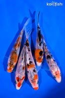 PACK OF (5) 4-5" SANKE KOI