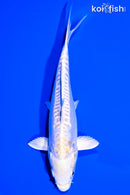 6.5" DOITSU LEMON HARIWAKE