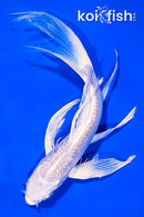 7.25" GINRIN PLATINUM OGON BUTTERFLY