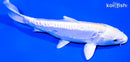 6.5" DOITSU LEMON HARIWAKE