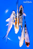 PACK OF (5) 4-5" STANDARD KOI