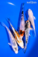PACK OF (5) 4-5" STANDARD KOI