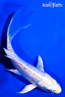 5.25" DOITSU HARIWAKE BUTTERFLY
