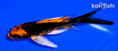 4.75" ARAGOKE ORENJI MATSUBA BUTTERFLY