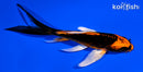 4.75" ARAGOKE ORENJI MATSUBA BUTTERFLY