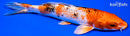6.5" YAMATO NISHIKI
