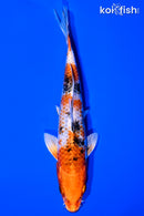 6.5" YAMATO NISHIKI