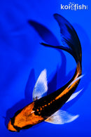 4.75" ARAGOKE ORENJI MATSUBA BUTTERFLY