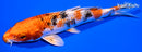 6.5" YAMATO NISHIKI