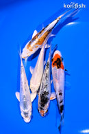 PACK OF (5) 4-5" STANDARD KOI