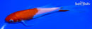 6" KOHAKU BUTTERFLY