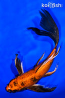 8.5" KIN HI UTSURI BUTTERFLY