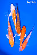 PACK OF (5) 4-5" STANDARD KOI