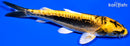 6.25" KIN KIKOKURYU
