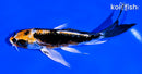 5.25" BENI KIKOKURYU BUTTERFLY