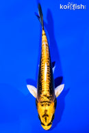 6.25" KIN KIKOKURYU