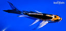5.25" BENI KIKOKURYU BUTTERFLY