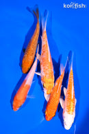 PACK OF (5) 4-5" STANDARD KOI