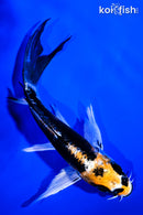 5.25" BENI KIKOKURYU BUTTERFLY