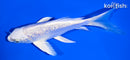 5.5" GINRIN PLATINUM OGON BUTTERFLY