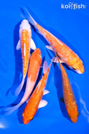 PACK OF (5) 4-5" STANDARD KOI