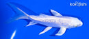 5.5" GINRIN PLATINUM OGON BUTTERFLY
