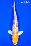 6.5" DOITSU HARIWAKE