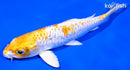 6.5" DOITSU HARIWAKE