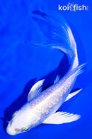 5.5" GINRIN PLATINUM OGON BUTTERFLY