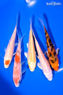 PACK OF (5) 4-5" STANDARD KOI