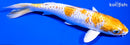 6.5" DOITSU HARIWAKE