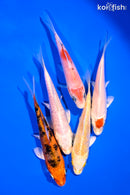 PACK OF (5) 4-5" STANDARD KOI