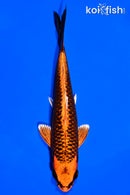 6.5" KIN ORENJI MATSUBA