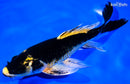 7.25" KABUTO BUTTERFLY