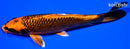 6.5" KIN ORENJI MATSUBA