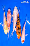 PACK OF (5) 4-5" STANDARD KOI