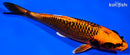 6.5" KIN ORENJI MATSUBA