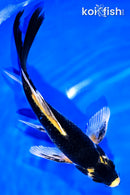 7.25" KABUTO BUTTERFLY