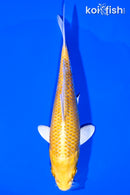 6" YAMABUKI OGON