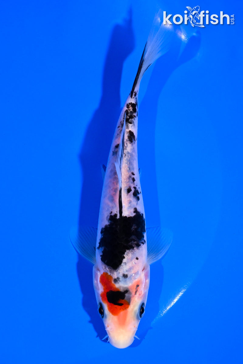5.25" SANKE