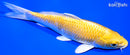 6" YAMABUKI OGON