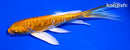 5.75" ARAGOKE ORENJI OGON BUTTERFLY