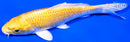 6" YAMABUKI OGON