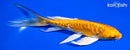 5.75" ARAGOKE ORENJI OGON BUTTERFLY
